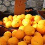Κυδώνια με κόκκινη πιπεριά και μάραθο. Αλιευμένα από τον Άγιο, στην Κρήτη. Shellfish with red pepper and fennel, cooking in Crete.