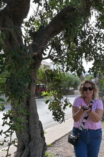 Carob tea with carobs from Agio Nikolao, Crete